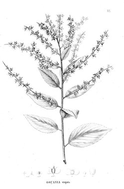 Bitki çizimi. Eski resim