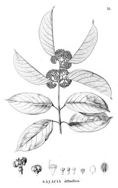 Bitki çizimi. Eski resim