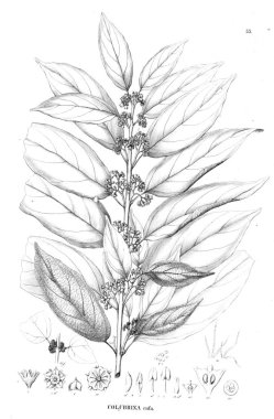 Bitki çizimi. Eski resim