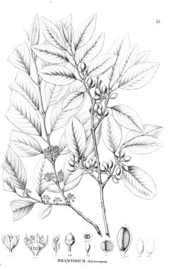 Bitki çizimi. Eski resim