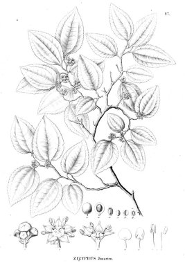 Bitki çizimi. Eski resim