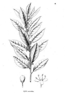 Bitki çizimi. Eski resim