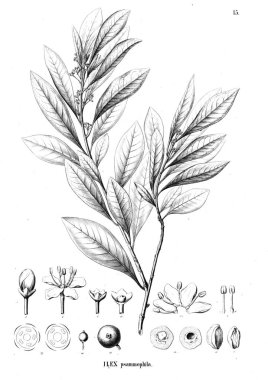 Bitki çizimi. Eski resim