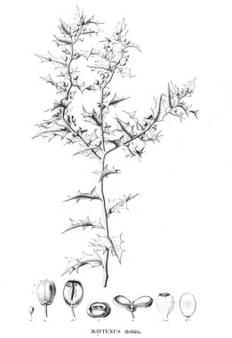 Bitki çizimi. Eski resim