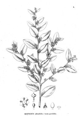 Bitki çizimi. Eski resim