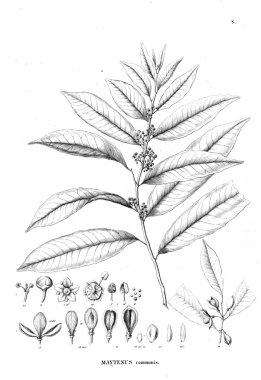 Bitki çizimi. Eski resim