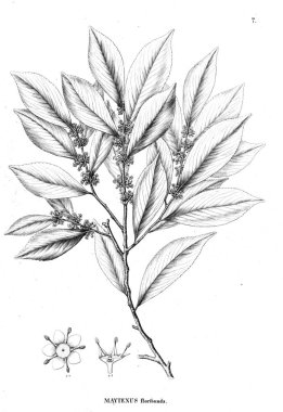 Bitki çizimi. Eski resim