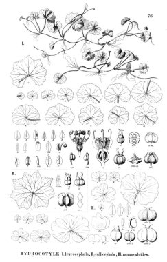 Bitki çizimi. Eski resim