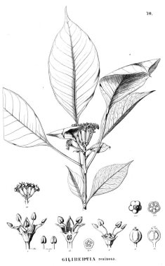 Bitki çizimi. Eski resim