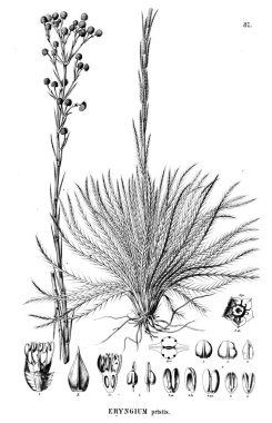 Bitki çizimi. Eski resim