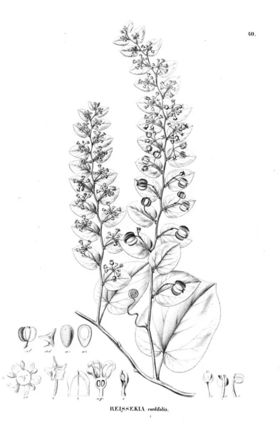 Illustration Plante Ancienne Image — Photo