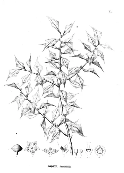 Εικονογράφηση Του Φυτού Παλιά Εικόνα — Φωτογραφία Αρχείου