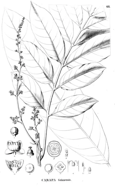 Illustration Plante Ancienne Image — Photo