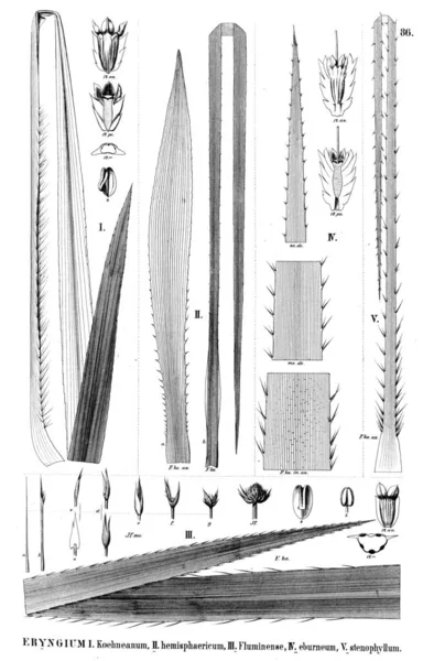 Illustration Anläggningen Gamla Bilden — Stockfoto