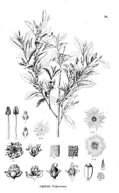 Bitki çizimi. Eski resim