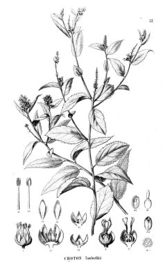 Bitki çizimi. Eski resim