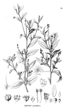 Bitki çizimi. Eski resim