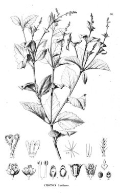 Bitki çizimi. Eski resim