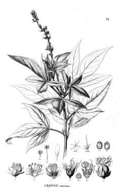 Bitki çizimi. Eski resim