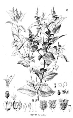 Bitki çizimi. Eski resim