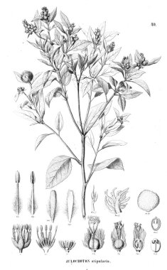 Bitki çizimi. Eski resim