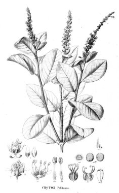 Bitki çizimi. Eski resim