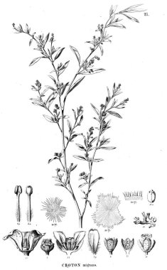 Bitki çizimi. Eski resim