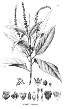 Bitki çizimi. Eski resim