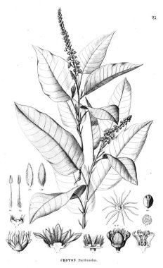 Bitki çizimi. Eski resim