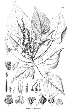 Bitki çizimi. Eski resim