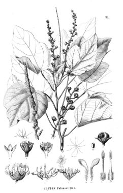 Bitki çizimi. Eski resim