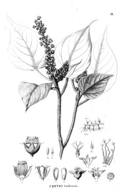 Bitki çizimi. Eski resim