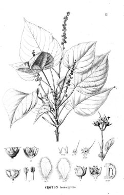 Bitki çizimi. Eski resim