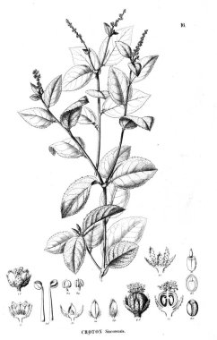 Bitki çizimi. Eski resim