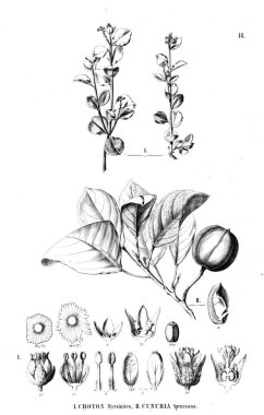 Bitki çizimi. Eski resim