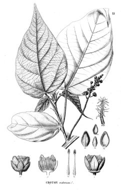 Bitki çizimi. Eski resim