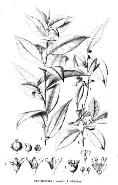 Bitki çizimi. Eski resim