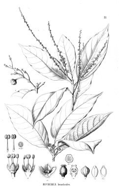 Bitki çizimi. Eski resim