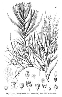 Bitki çizimi. Eski resim