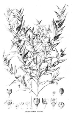 Bitki çizimi. Eski resim