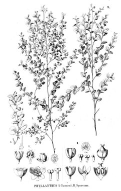 Bitki çizimi. Eski resim