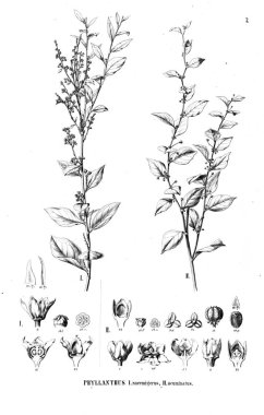 Bitki çizimi. Eski resim