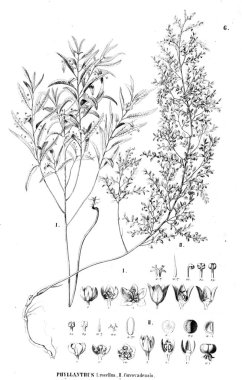 Bitki çizimi. Eski resim