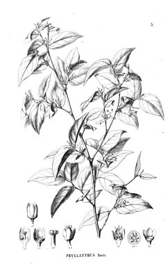 Bitki çizimi. Eski resim