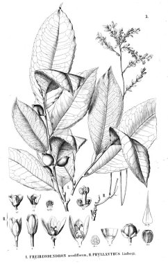 Bitki çizimi. Eski resim