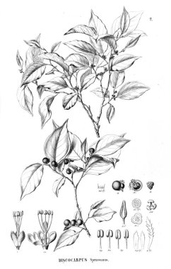 Bitki çizimi. Eski resim