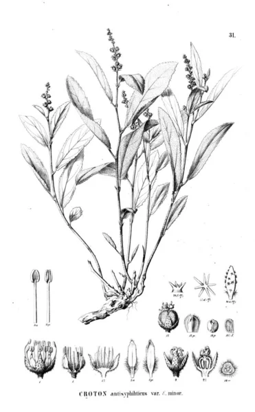 Bitki çizimi. Eski resim