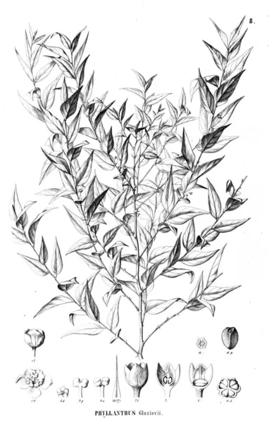 Illustration Plante Ancienne Image — Photo