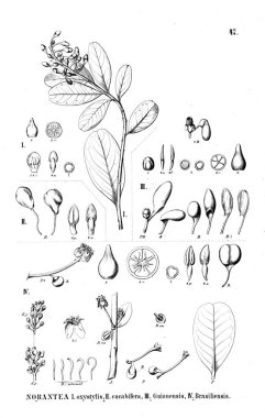 Bitki çizimi. Eski resim