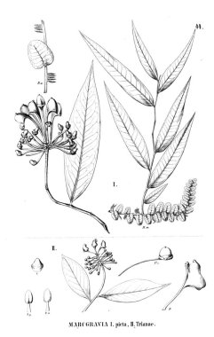 Bitki çizimi. Eski resim